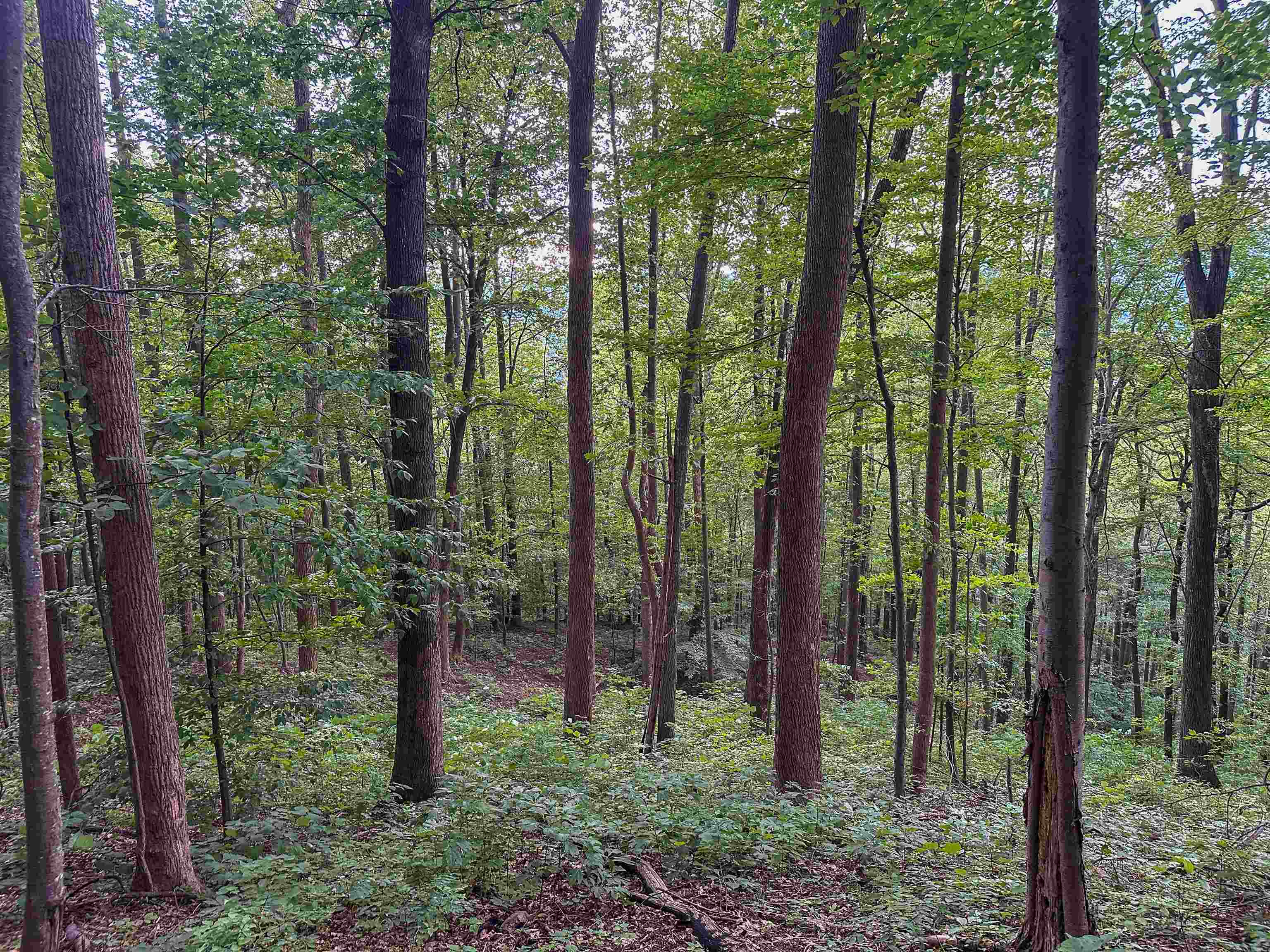 Tbd Ridge Street Lovingston, VA 22949 - Photo 20 of 35 a view of forest