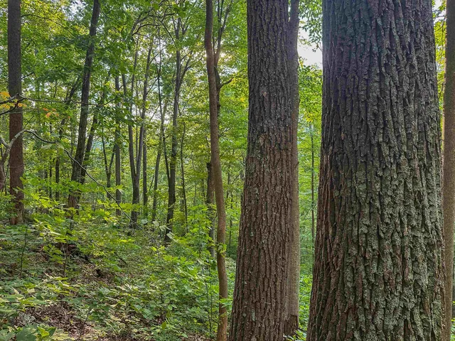 a view of a dry yard with green space and fog