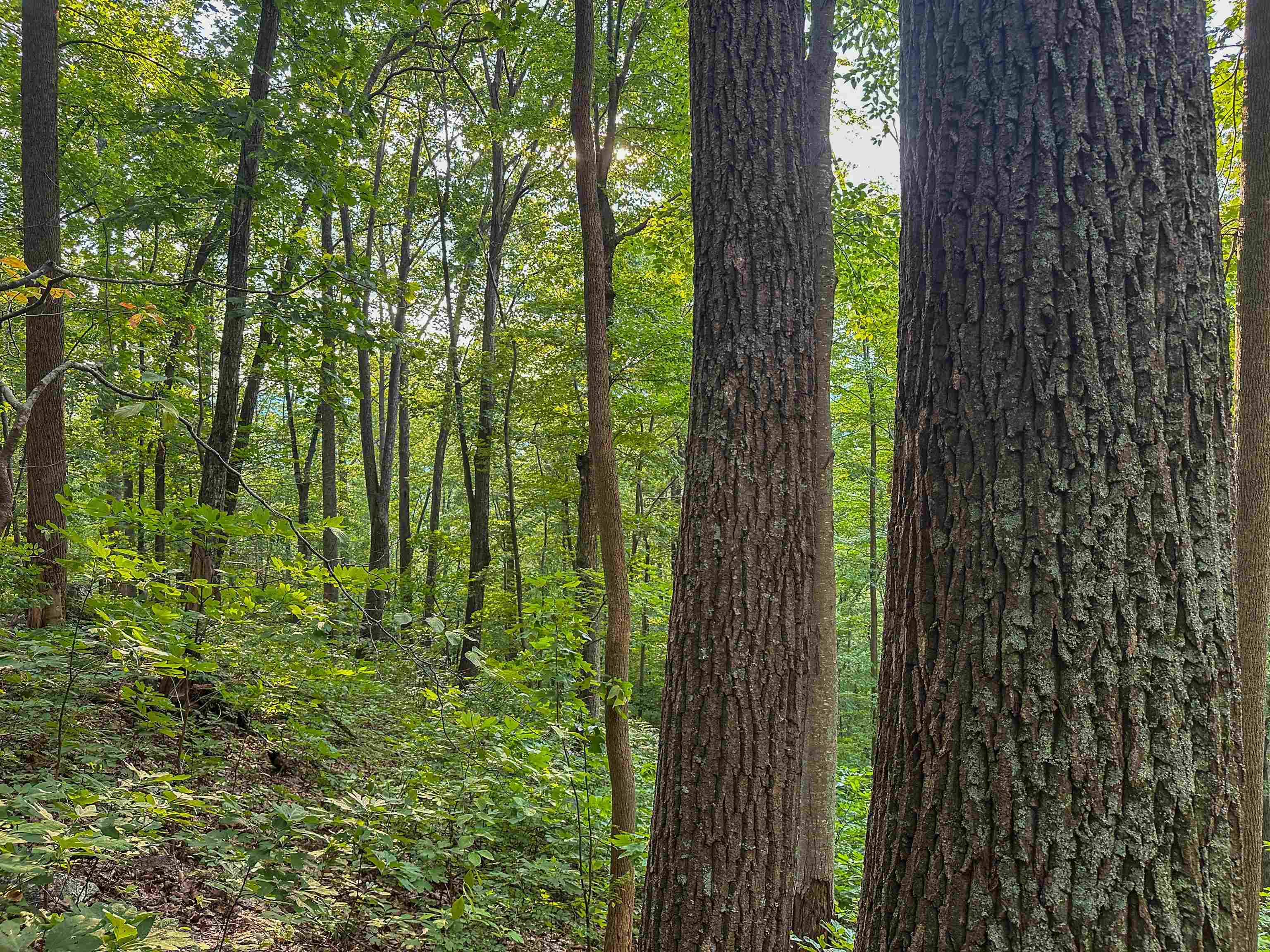 Tbd Ridge Street Lovingston, VA 22949 - Photo 21 of 35 a view of outdoor space and garden