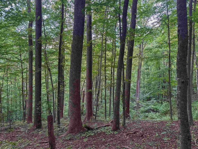 a view of a dry yard