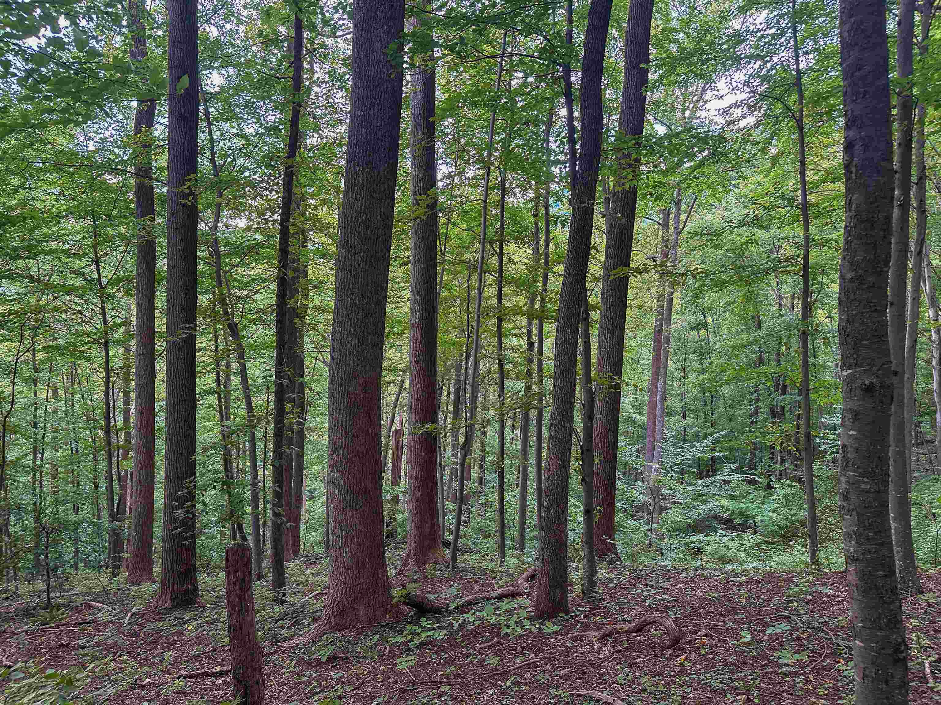 Tbd Ridge Street Lovingston, VA 22949 - Photo 22 of 35 a view of outdoor space and green space