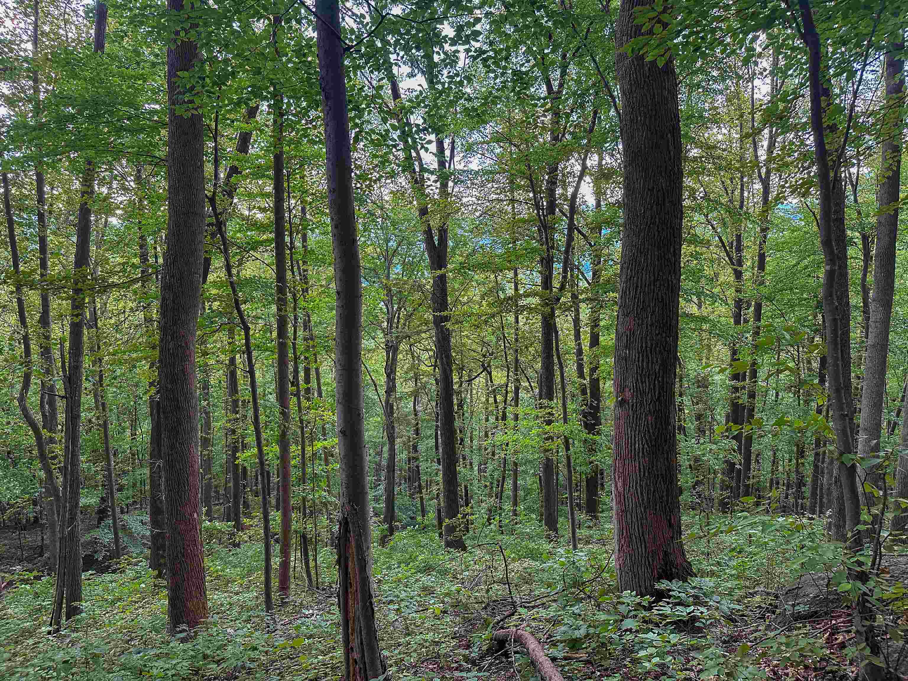 Tbd Ridge Street Lovingston, VA 22949 - Photo 5 of 35 a view of forest