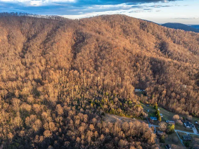 a close up of a plant in a garden