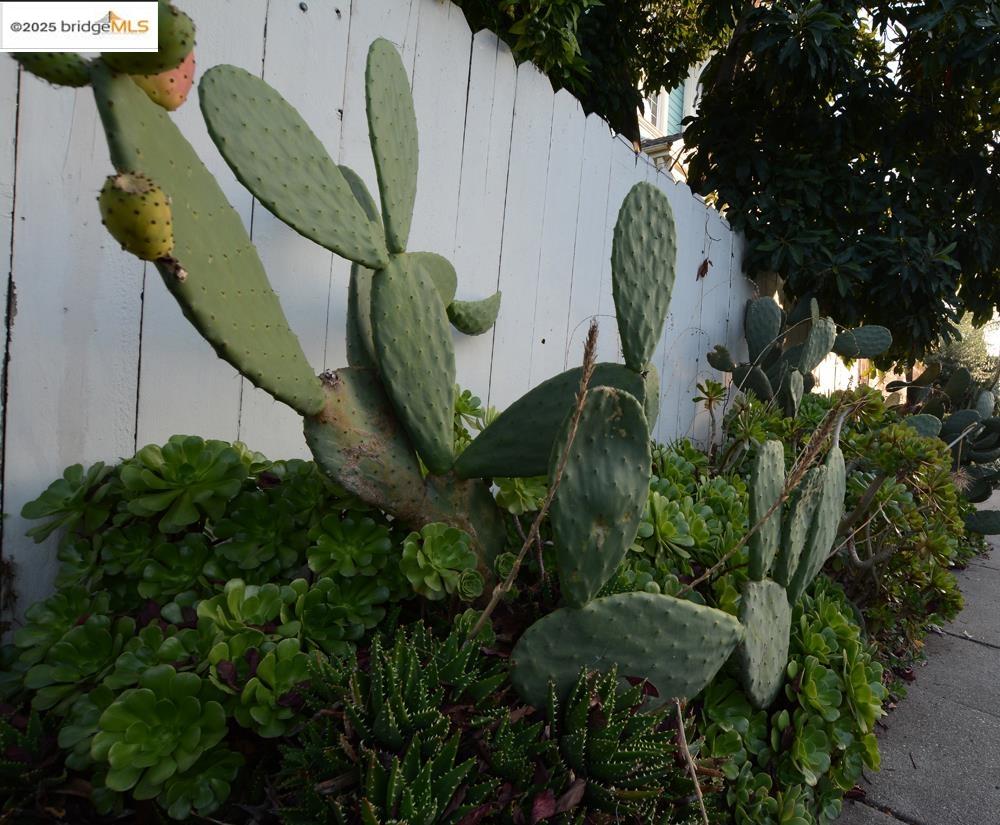 1633 8th Street Oakland, CA 94607 - Photo 54 of 56 a close up of a plant in a garden