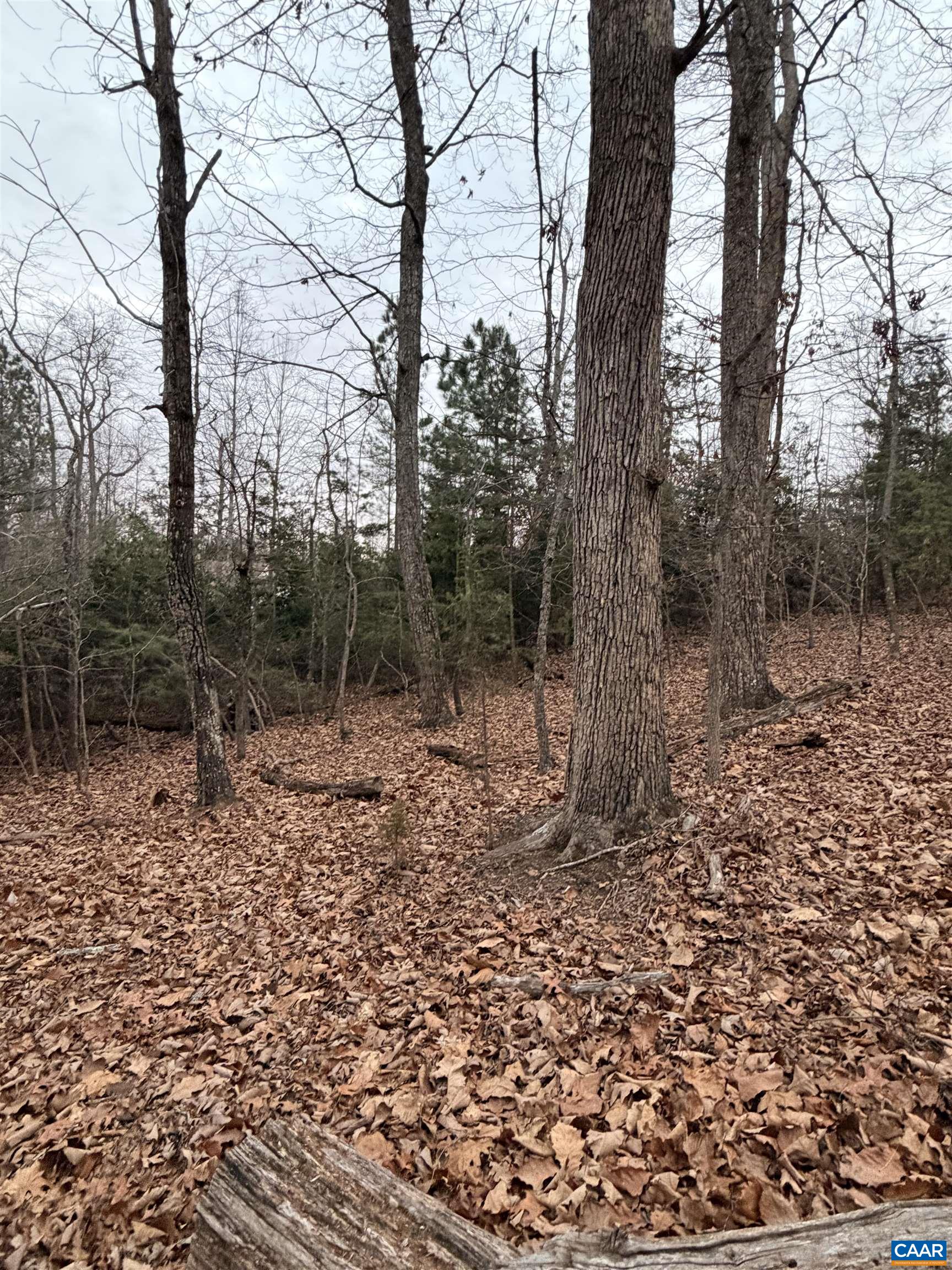 2 Goodman Lane Palmyra, VA 22963 - Photo 5 of 6 a view of a forest with trees