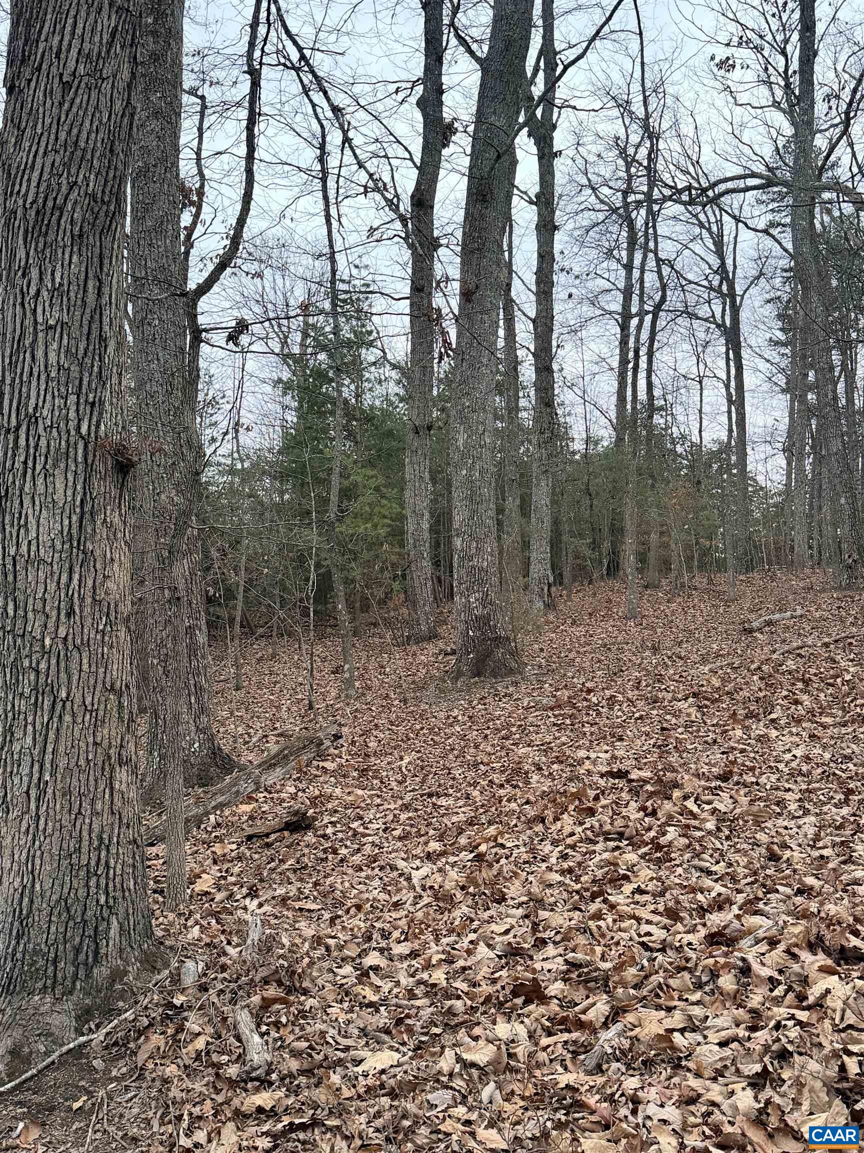 2 Goodman Lane Palmyra, VA 22963 - Photo 6 of 6 a view of a forest with trees