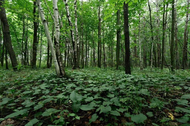 $345,600 | Tbd-72-ac Tbd-72-ac 355th Avenue, Hillman, MN 56338