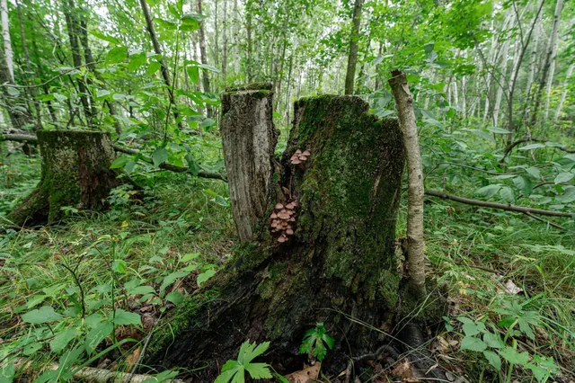 $345,600 | Tbd-72-ac Tbd-72-ac 355th Avenue, Hillman, MN 56338