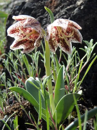 $870,000 | 1900 Stagecoach Canyon Road, Pope Valley, CA 94567