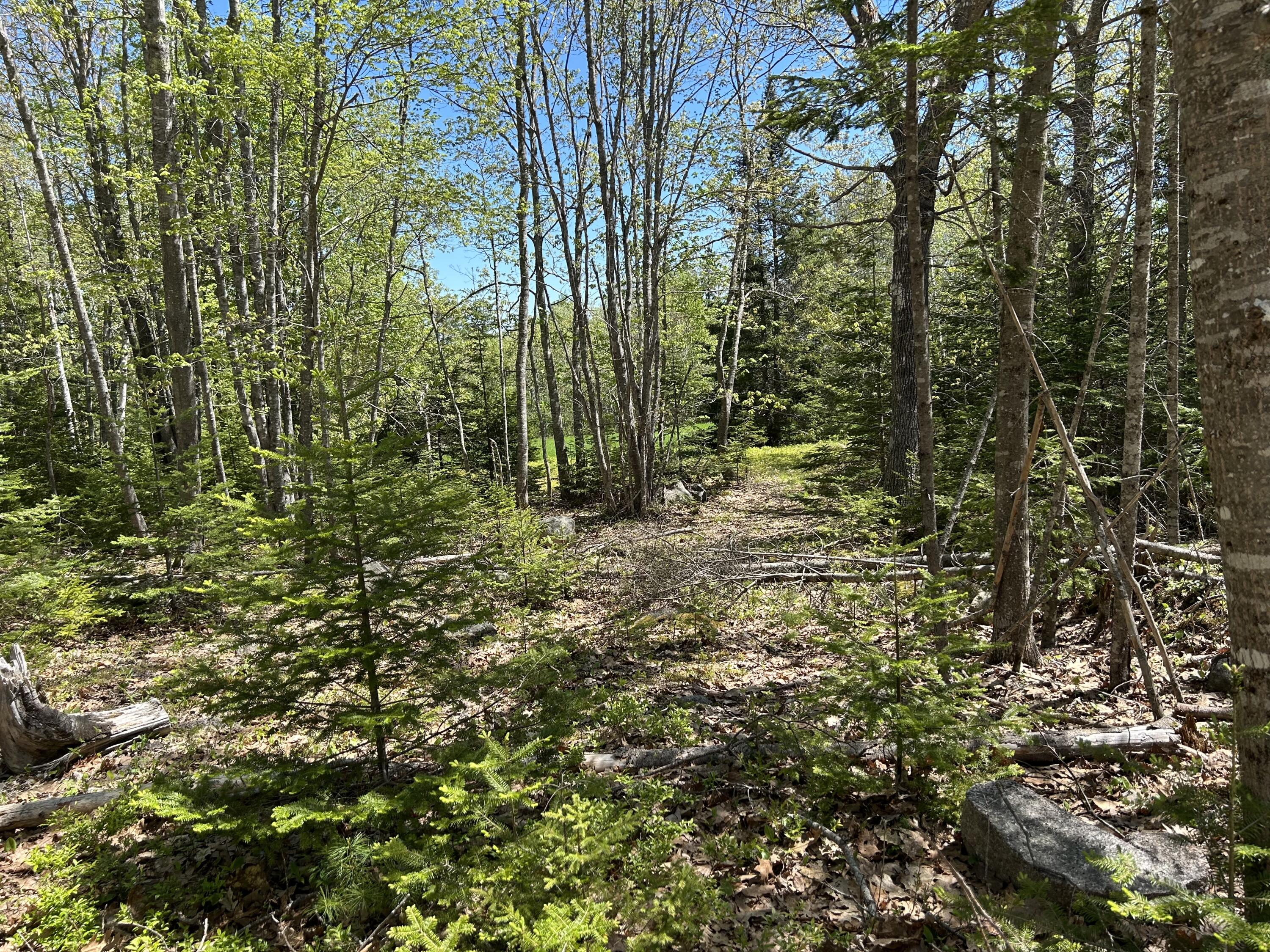 3 Cemetery Road Gouldsboro, ME 04607 - Photo 9 of 21 Woods between house site and field