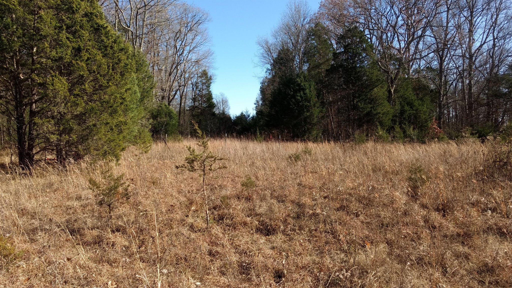 0 Harkreader Road Mount Juliet, TN 37122 - Photo 5 of 13 a view of backyard of a house