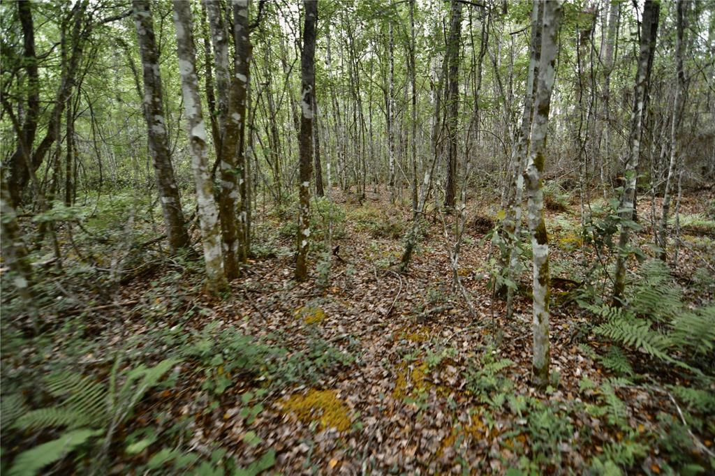 Sweet Gum Road Glen St. Mary, FL 32040 - Photo 9 of 44