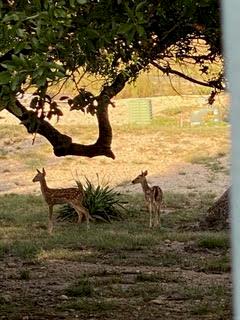 2305 Summit Forest Fredericksburg, TX 78624 - Photo 37 of 54