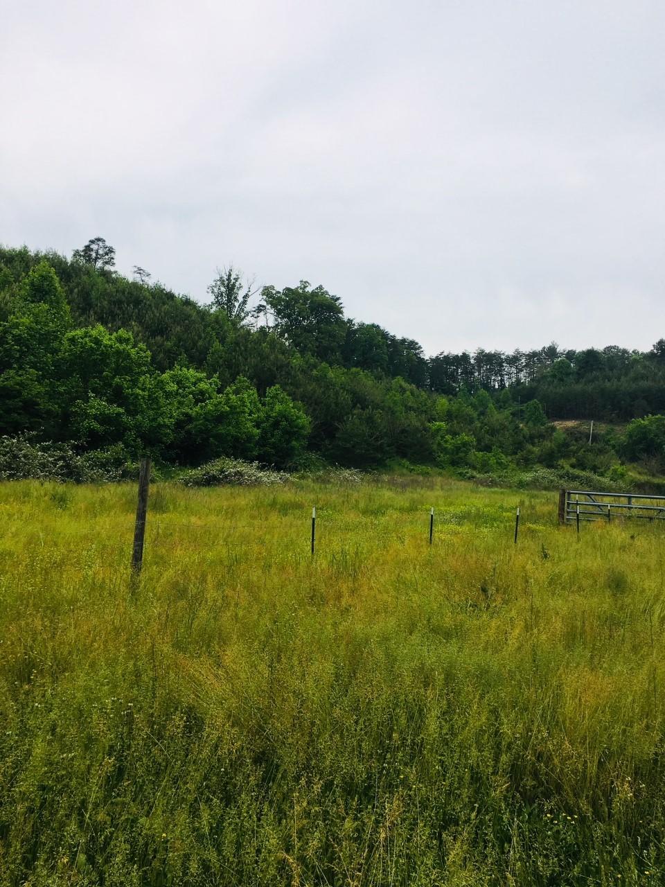 1175 Elvin Branch Road Sevierville, TN 37876 - Photo 6 of 8 EB4