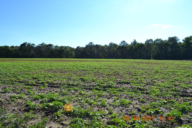 144 Mclendon Road Fort Mitchell, undefined 36856 - Photo 4 of 4 a view of a big yard
