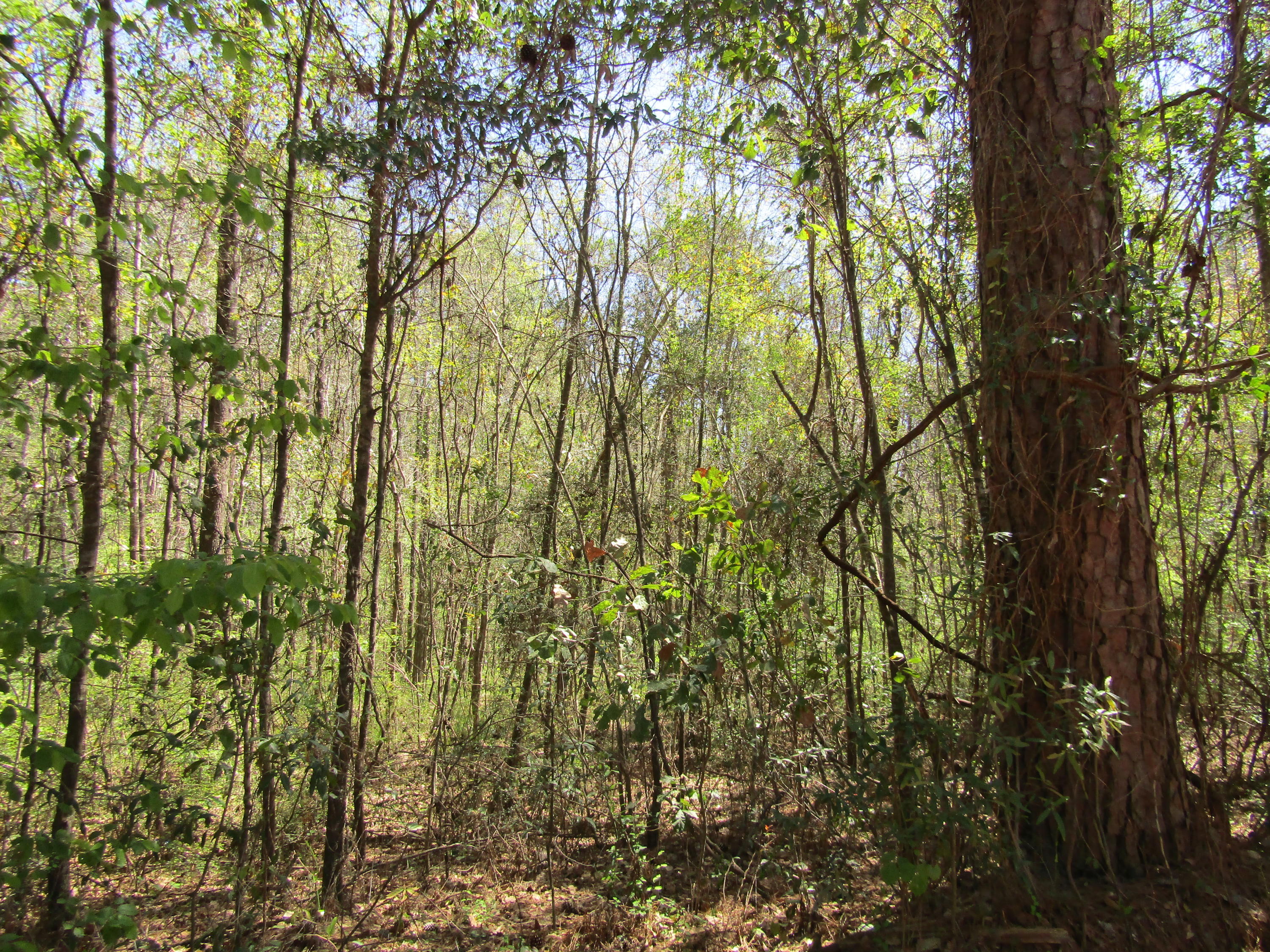 One 1 Bridge Road Laurel Hill, FL 32567 - Photo 5 of 5 Gallery Image 5