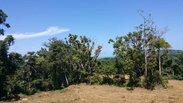 966 Km 2.8 Int Rio Grande, PR 00745 - Photo 4 of 5