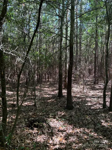a view of a forest with trees in the background