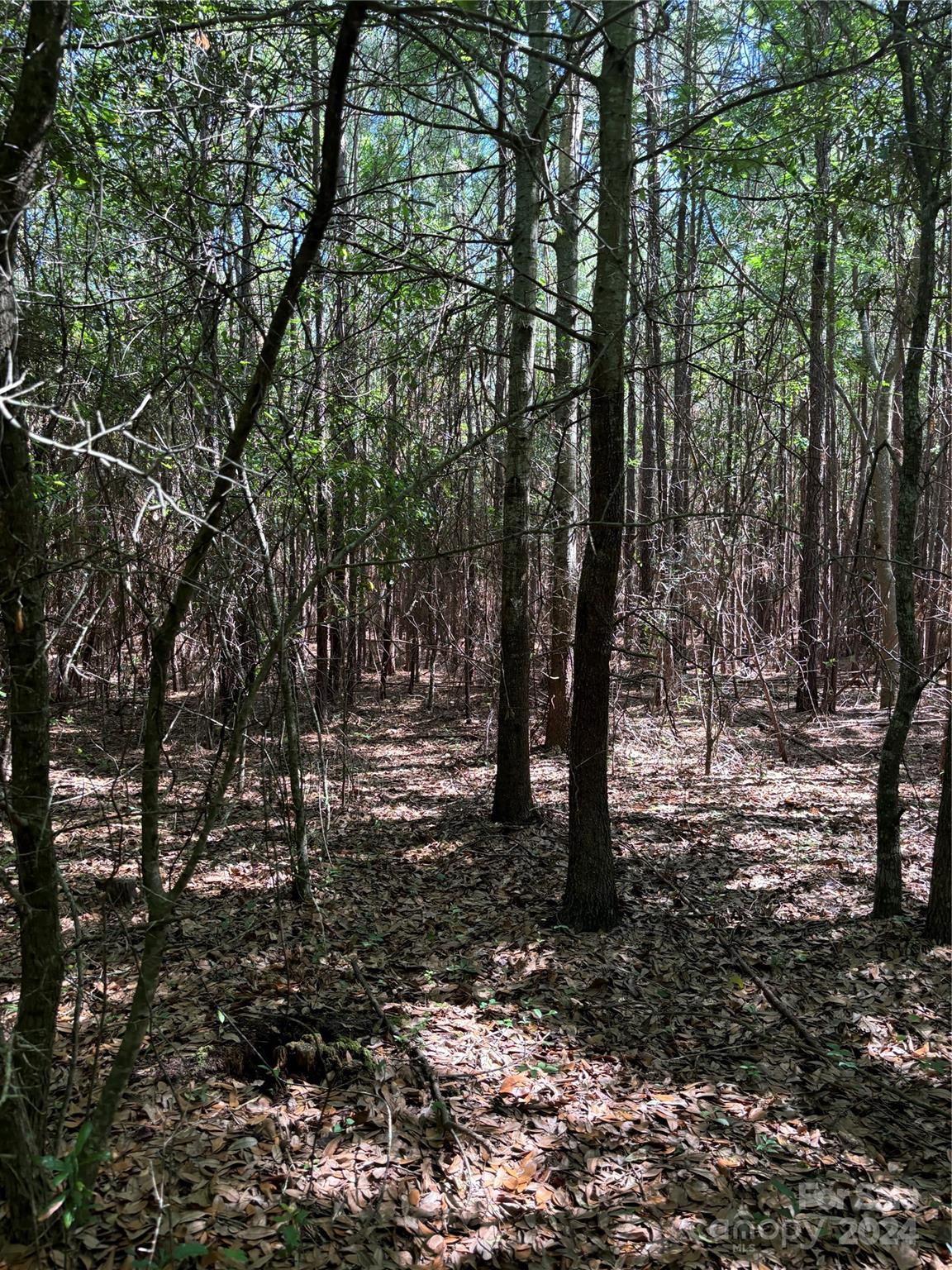0 Columbus Road, Unit 8 Rembert, SC 29128 - Photo 7 of 8 a view of a forest with trees in the background