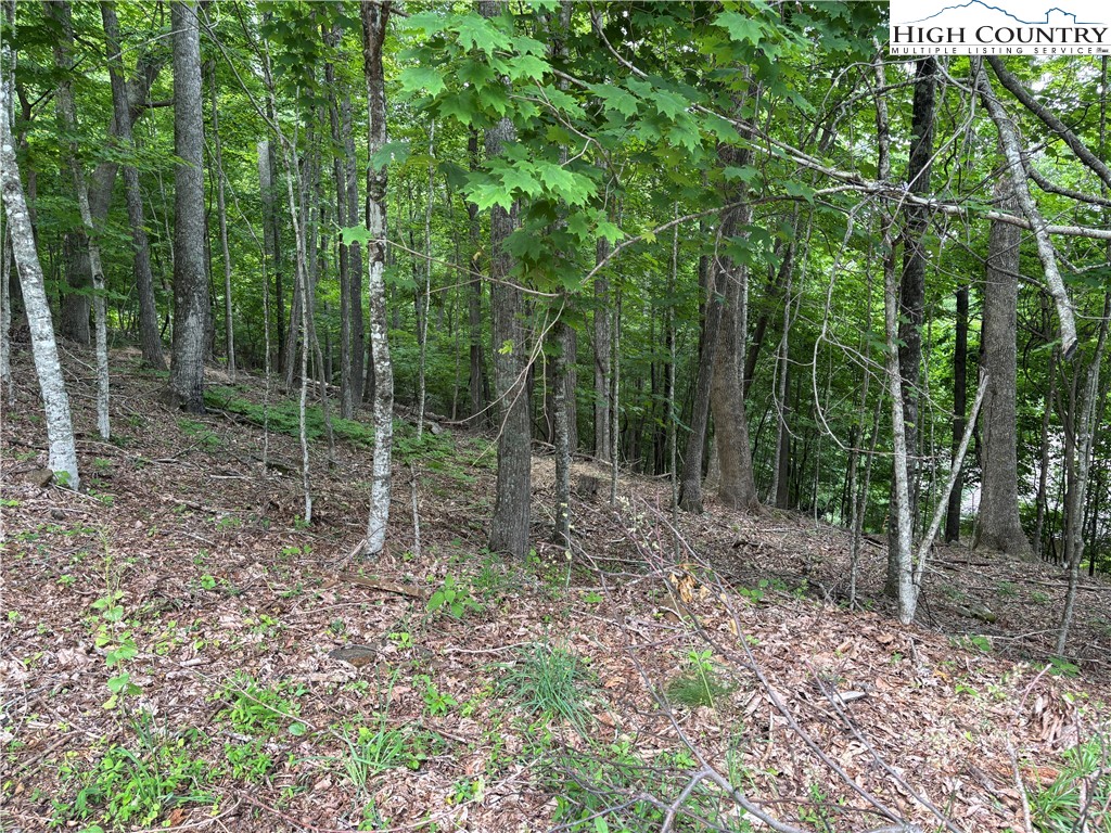 Market Hills Drive Boone, NC 28607 - Photo 15 of 23 a view of a forest that has large trees
