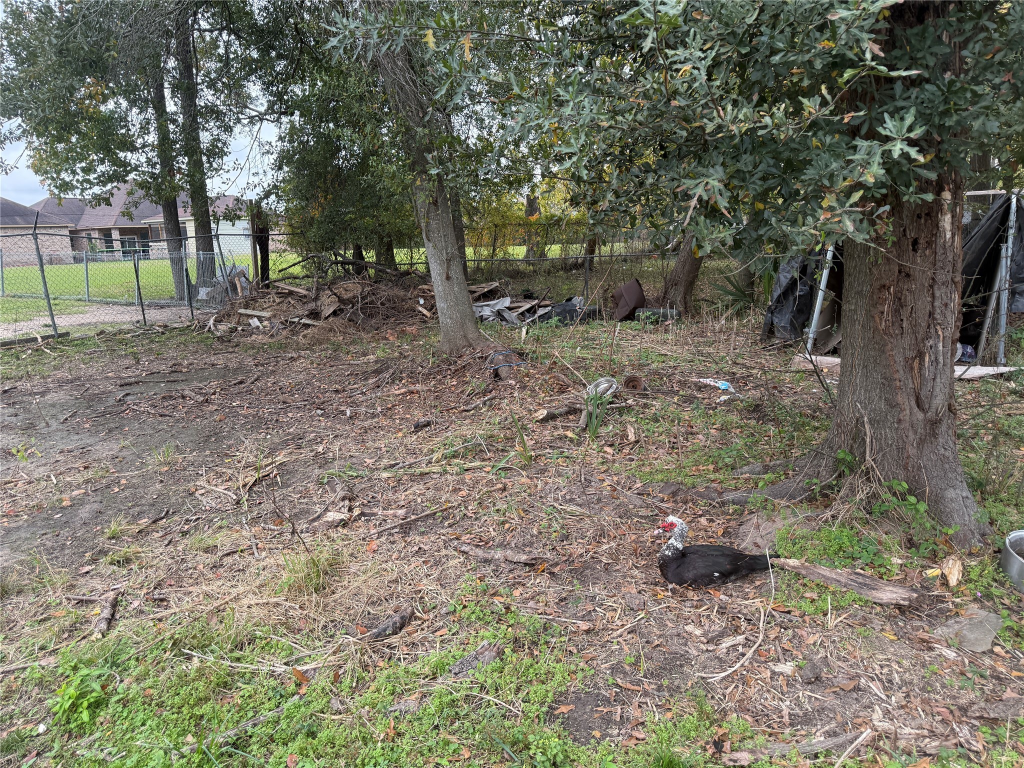 6002 Mohawk Street Houston, TX 77016 - Photo 9 of 10 a backyard of a house with lots of green space