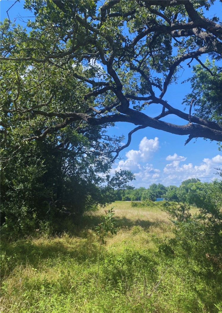 10830 Whiterock Road Bremond, TX 76629 - Photo 6 of 9 Look out your back windows and see the Texas sky peeping through the tree branches.