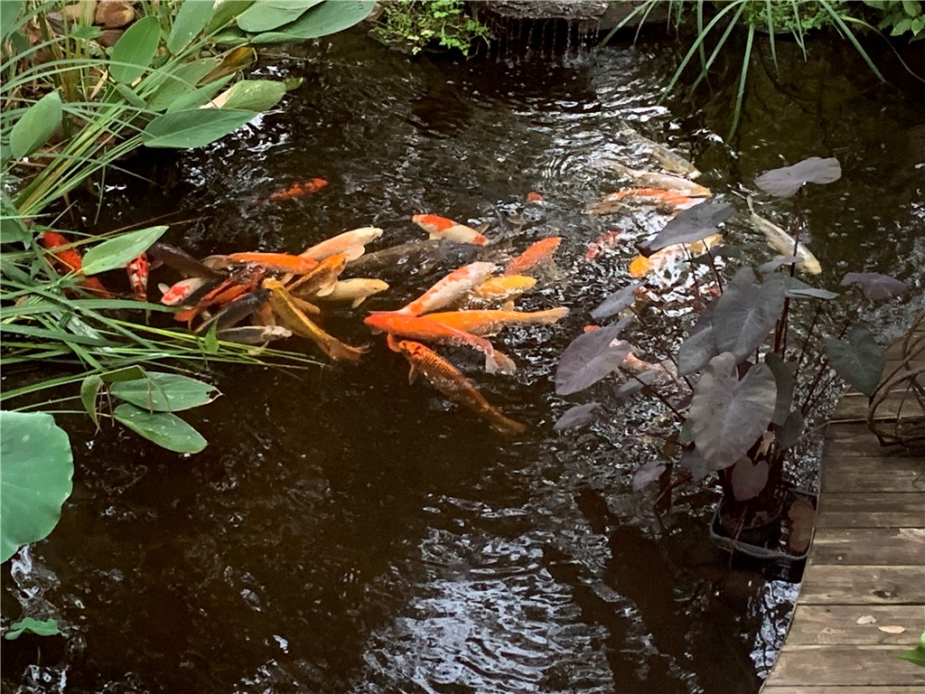 215 Inlet Pointe Drive Anderson, SC 29625 - Photo 25 of 47 Koi Pond
