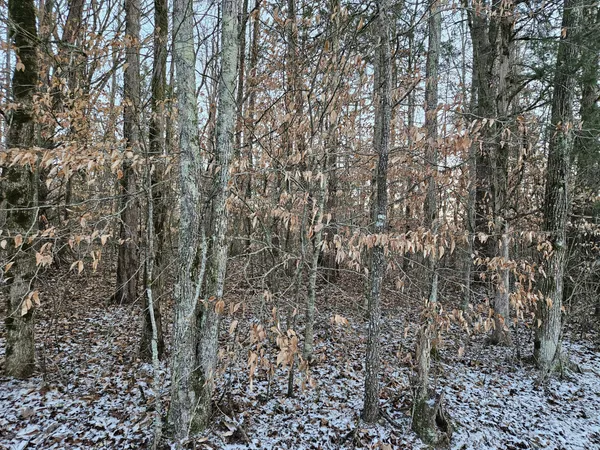 a picture of a tree