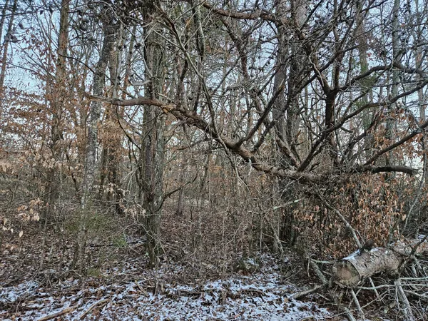 a view of tree