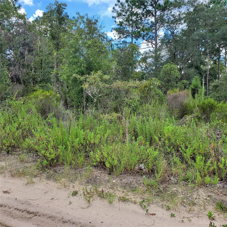 Northeast 66th Lane Williston, FL 32696 - Photo 2 of 3 a view of a dry yard with trees