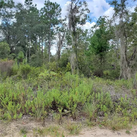 a view of a lush green forest