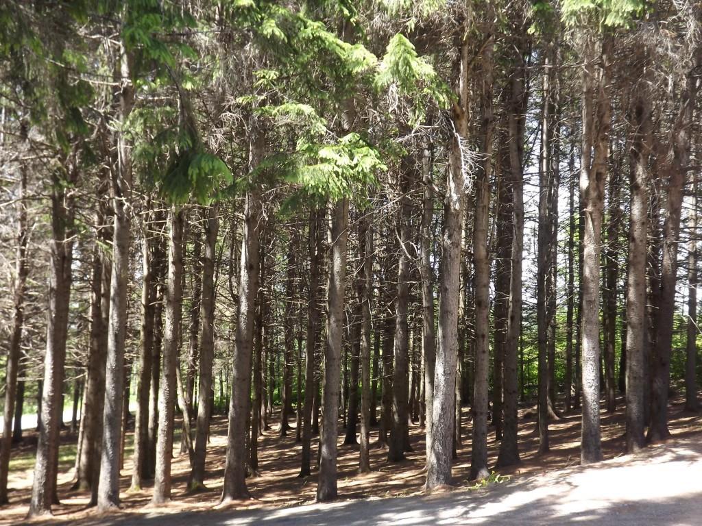 169 Parkhurst Siding Road Presque Isle, ME 04769 - Photo 23 of 25 Photo