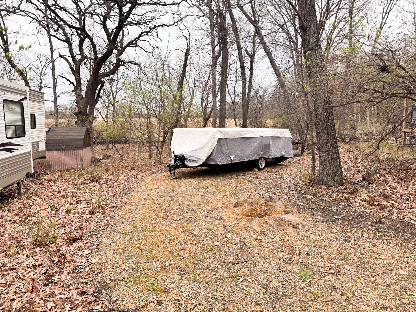 a view of a backyard with a large tree