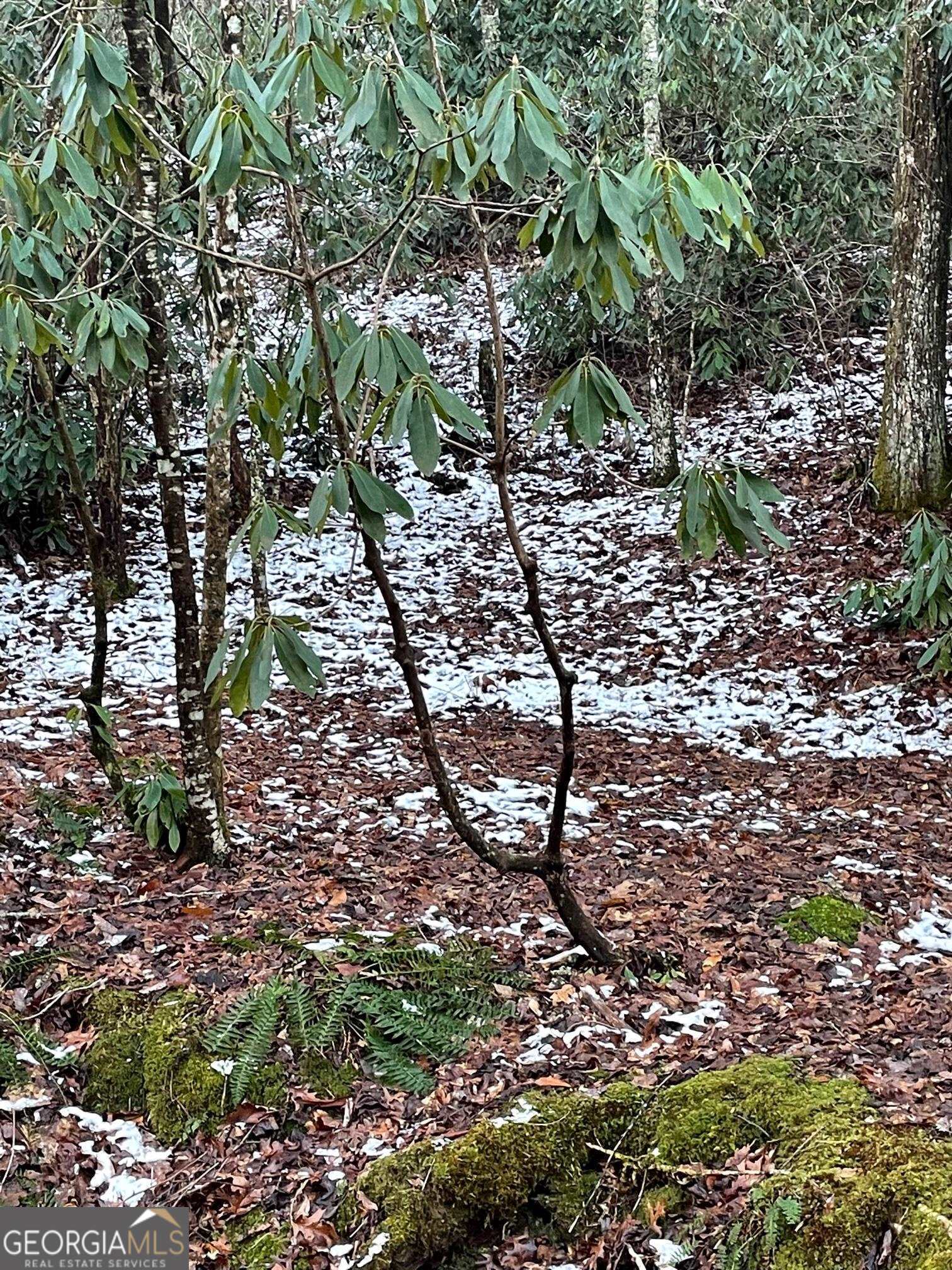 0 Bald Mountain Road, Unit LOT 8 Sky Valley, GA 30537 - Photo 2 of 7 a view of a tree