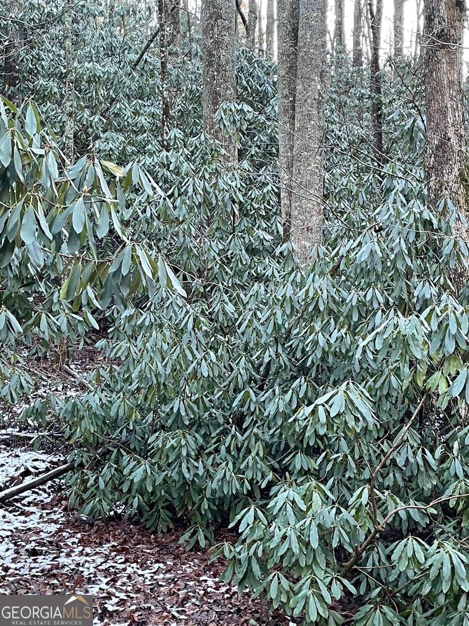0 Bald Mountain Road, Unit LOT 8 Sky Valley, GA 30537 - Photo 5 of 7 a view of a lush green forest