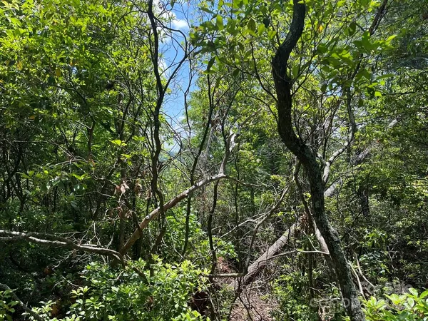 a view of a forest with trees