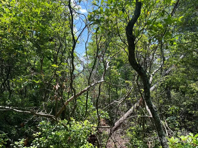 a view of a forest with trees