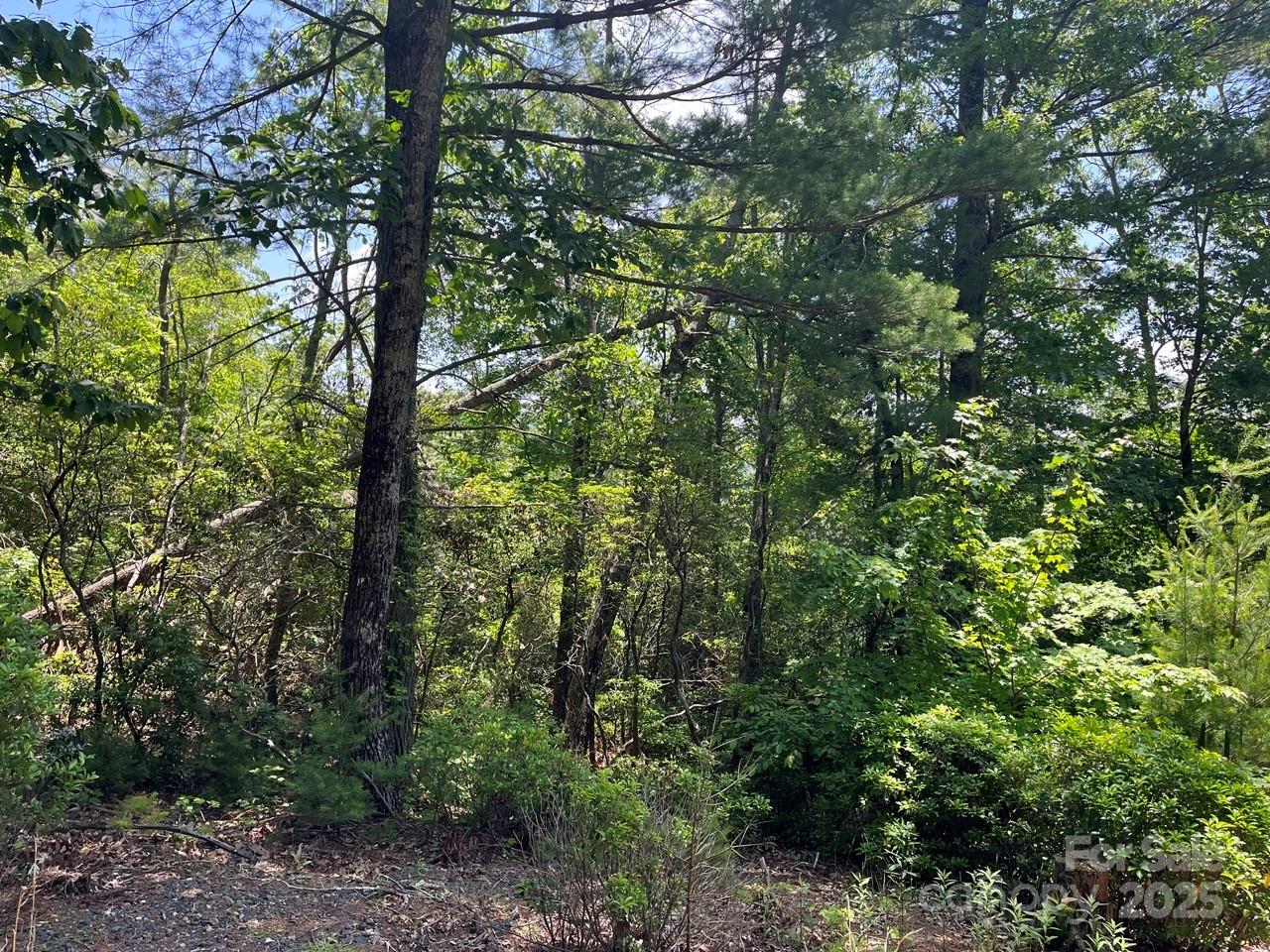 0 Humpback Mountain Road Spruce Pine, NC 28777 - Photo 12 of 25 a view of a forest with trees