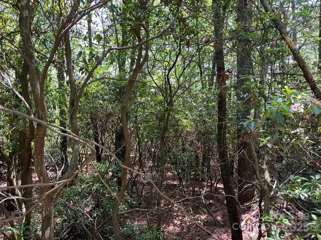 a view of a garden with plants