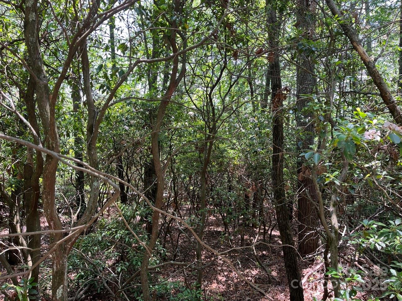 0 Humpback Mountain Road Spruce Pine, NC 28777 - Photo 15 of 25 a view of a tree in a forest