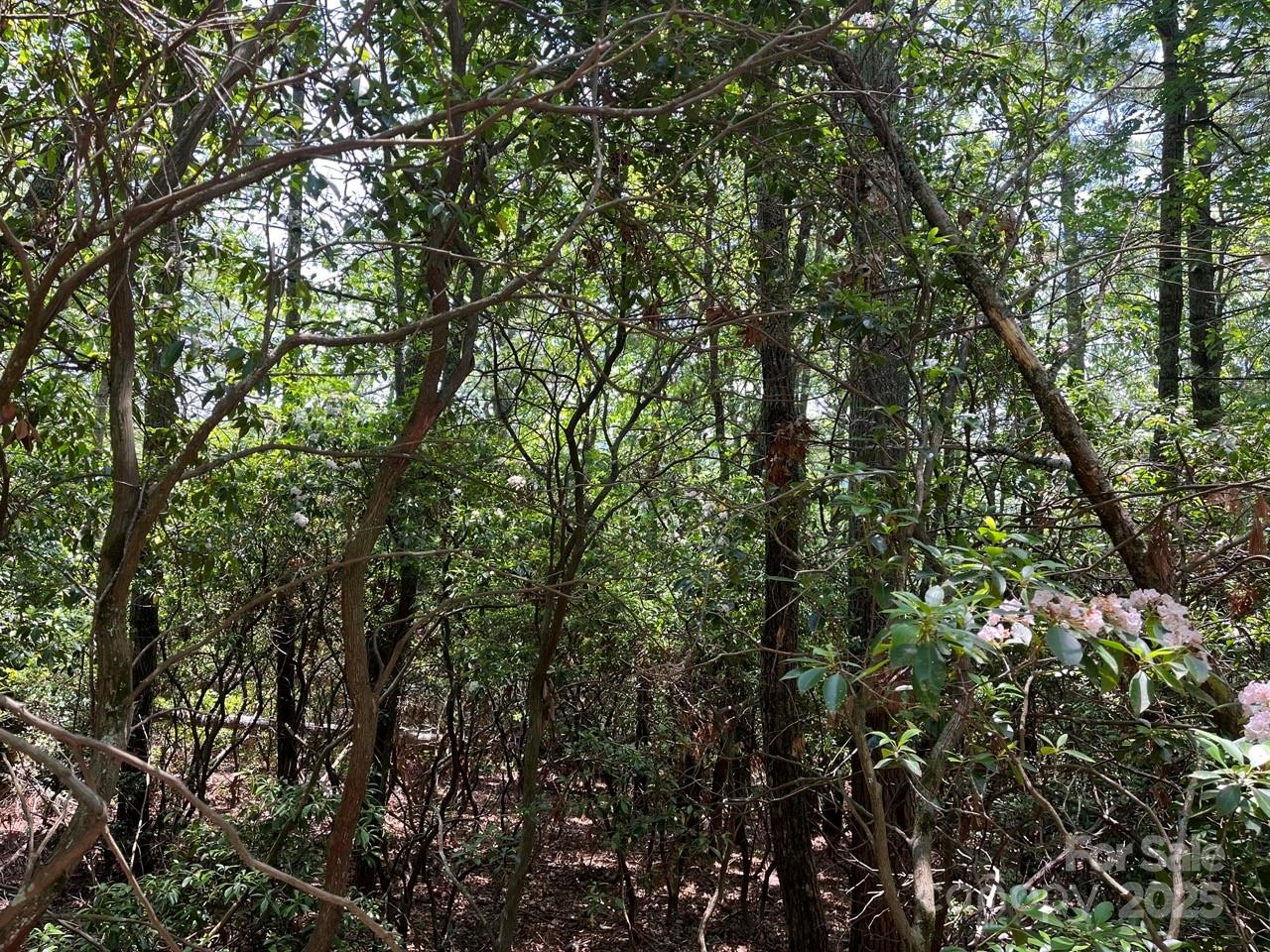 0 Humpback Mountain Road Spruce Pine, NC 28777 - Photo 16 of 25 a view of a lush green forest