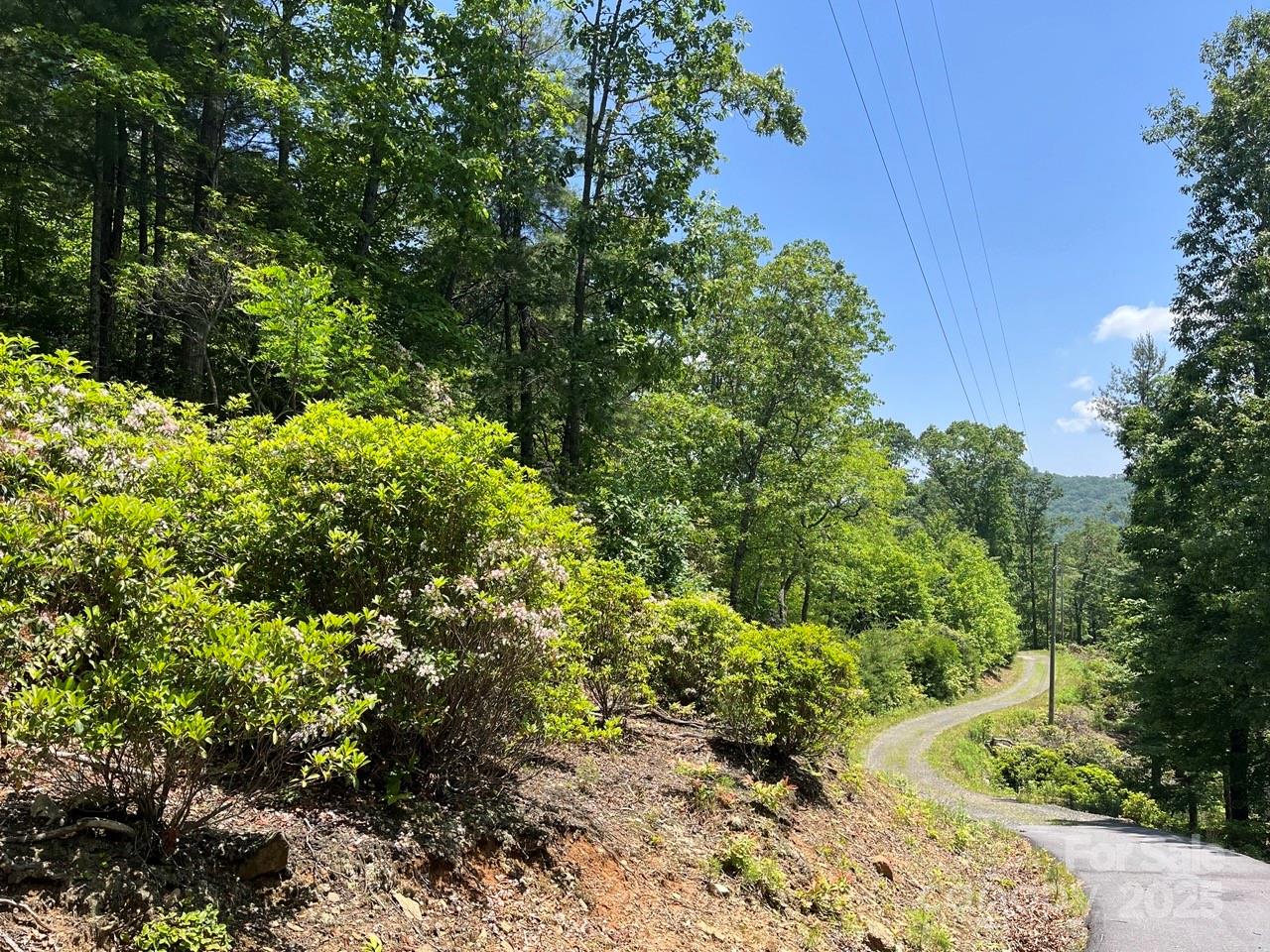 0 Humpback Mountain Road Spruce Pine, NC 28777 - Photo 4 of 25 a view of a garden with plants and large trees