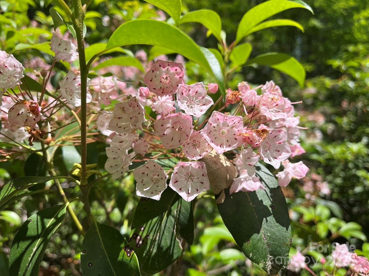 0 Humpback Mountain Road Spruce Pine, NC 28777 - Photo 5 of 25 a picture of flowers