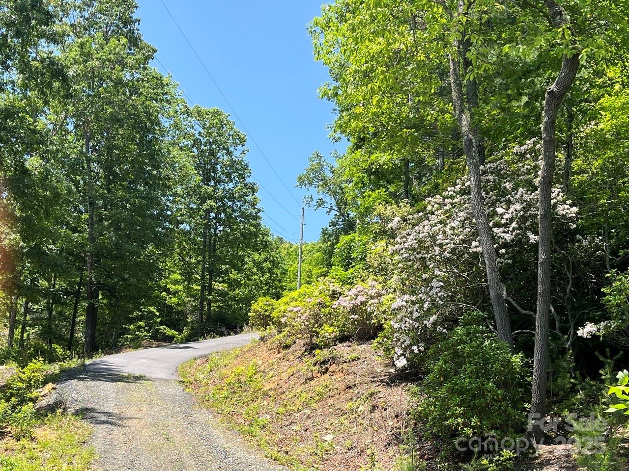 0 Humpback Mountain Road Spruce Pine, NC 28777 - Photo 6 of 25 a view of a garden with plants