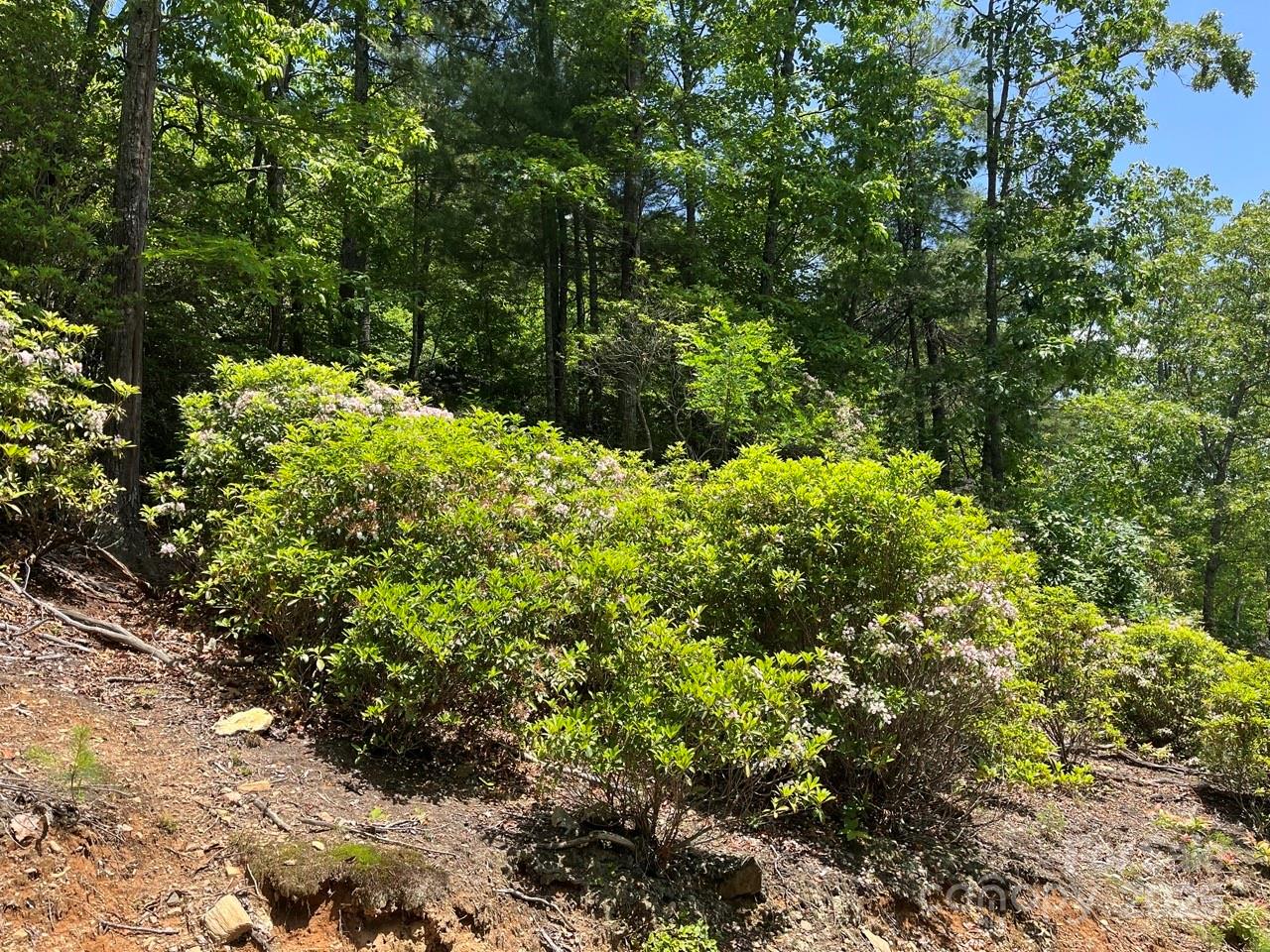 0 Humpback Mountain Road Spruce Pine, NC 28777 - Photo 7 of 25 a view of a garden with plants