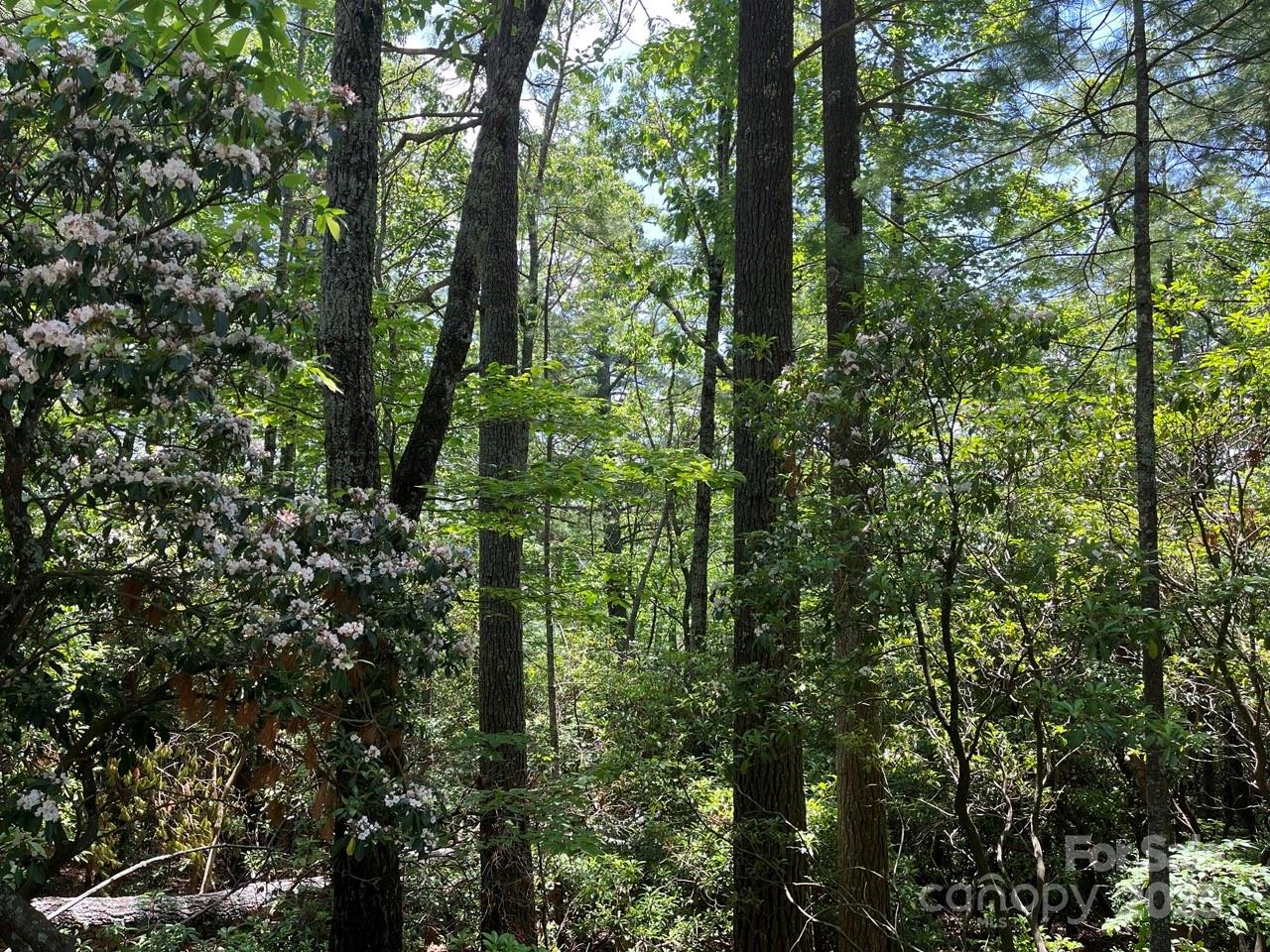 0 Humpback Mountain Road Spruce Pine, NC 28777 - Photo 8 of 25 a view of forest