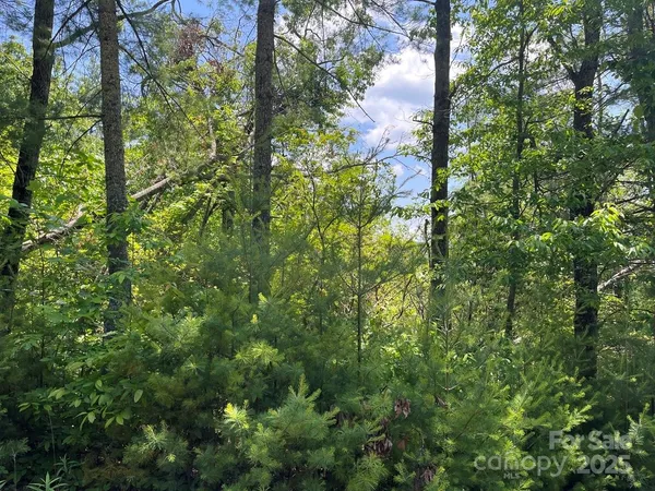 a backyard of a house with lots of trees