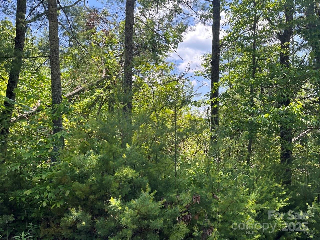 0 Humpback Mountain Road Spruce Pine, NC 28777 - Photo 9 of 25 a view of a forest