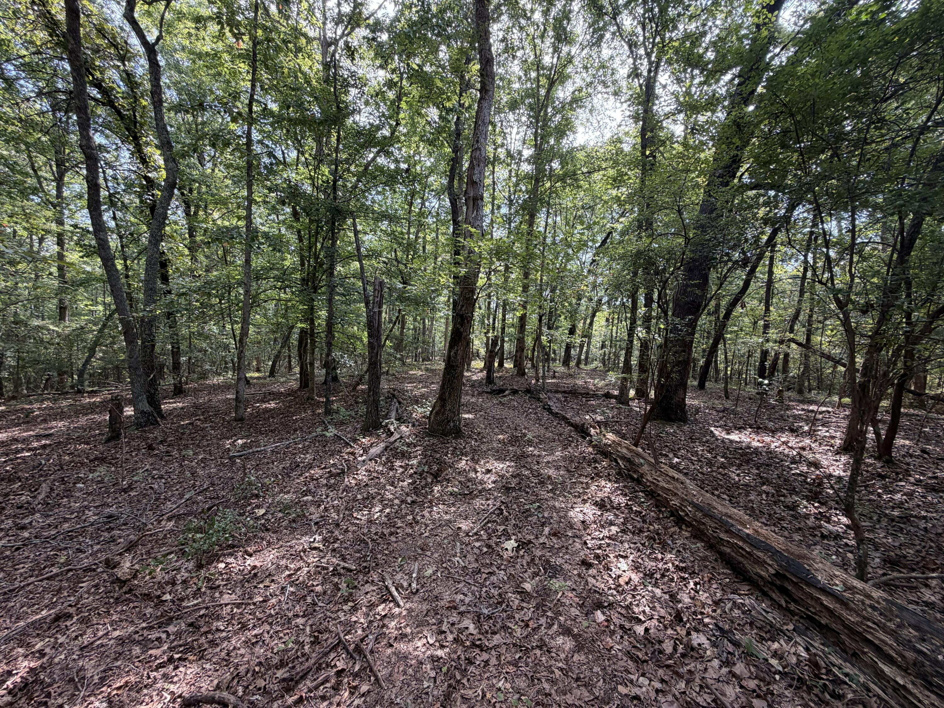 Oak Road Fayette, AL 35555 - Photo 4 of 15 Gallery Image 4