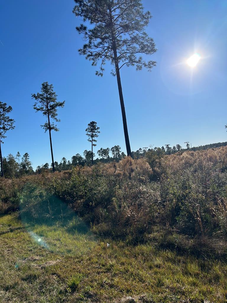 Lot 1 Cartertown Road Alma, GA 31510 - Photo 7 of 8 Gallery Image 7